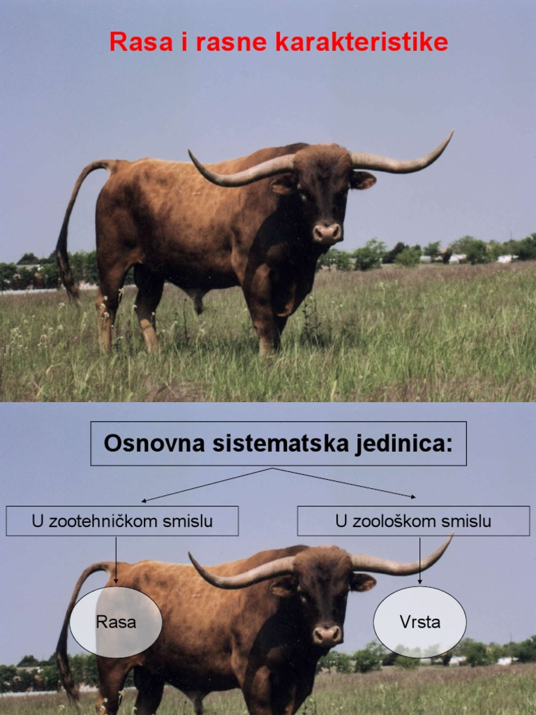 Rasa I Rasne Karakteristike | PDF