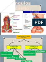Triángulos Del Cuello