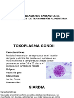 Toxoplasma Gondii