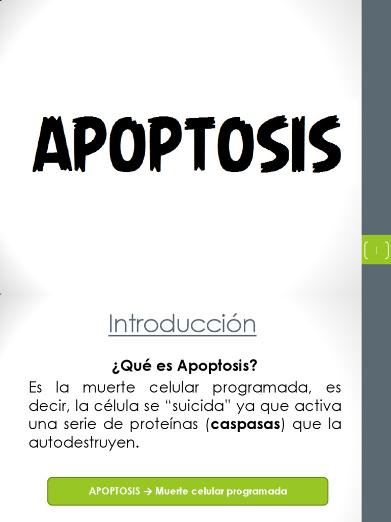 Apoptosis: Muerte Celular Programada | PDF | Apoptosis | Bcl 2