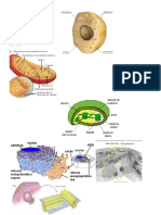 Organelos de La Celula