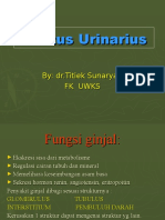 Tractus Urinarius 2
