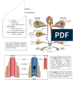 Tema 7. Hemodinámica