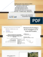 Contaminación de Manglares Por Hidrocarburos y Estrategias de
