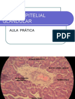 Aula Prática de Tecido Glandular2016