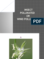 Insect Pollinated or Wind Pollinated