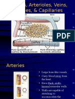 Arteries, Arterioles, Veins, Venules, Capillaries