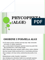 Phycophyta (Alge)
