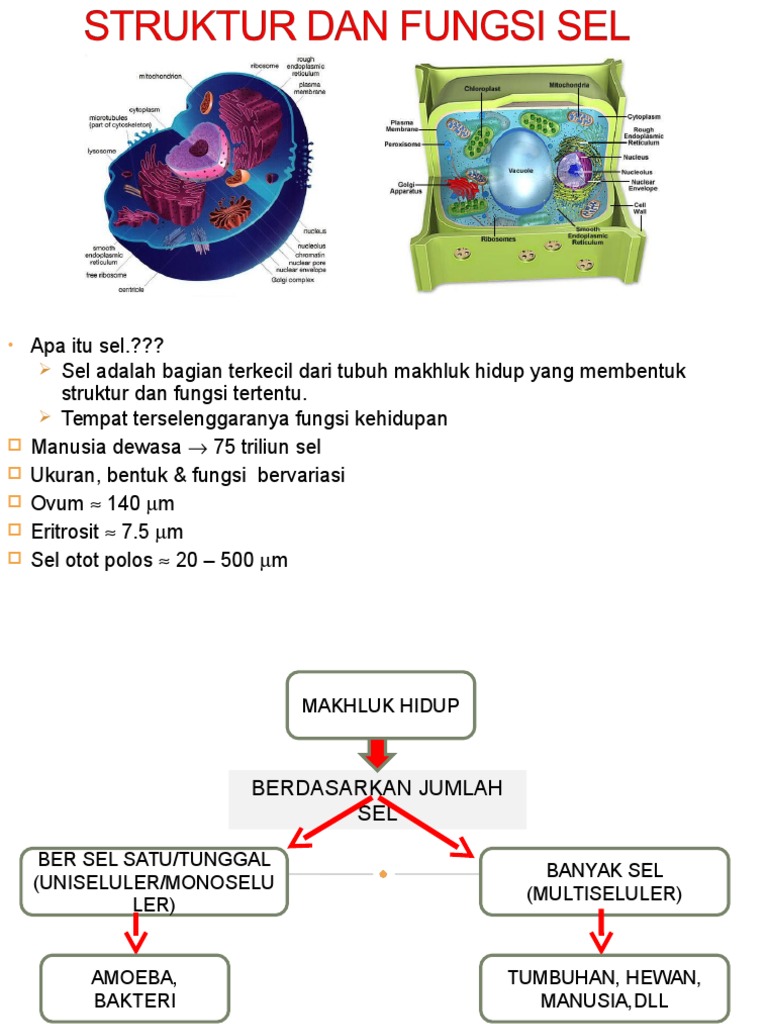 struktur dan fungsi sel  ppt 