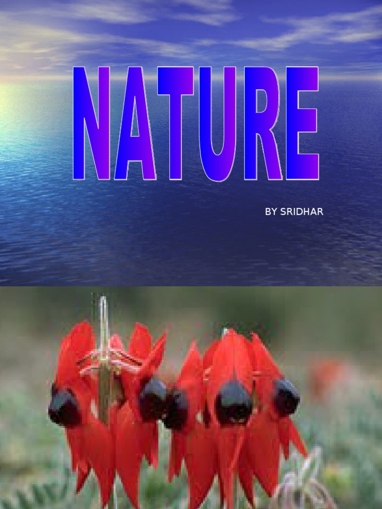 Pictures | PDF