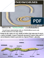 Phylum Nematoda