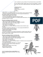 Morfologia Albinelor