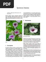 Ipomoea Batatas