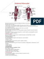 Sistemul Muscular