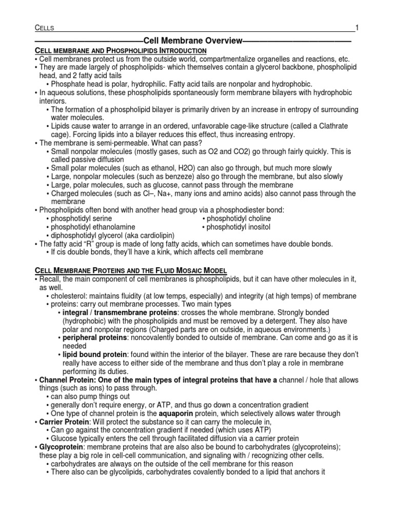 Cell Membrane Structure and Function | PDF | Endoplasmic Reticulum ...