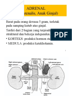 Endokrin Adrenal