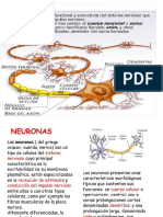 La Neurona y Sus Partes