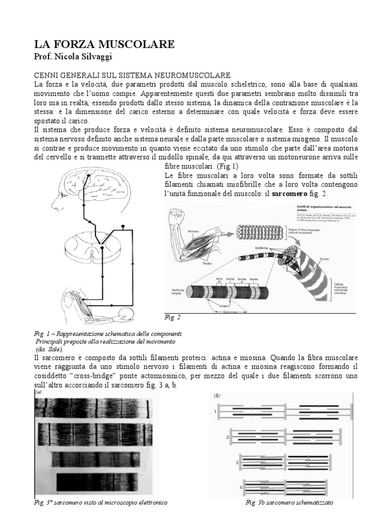 La Forza Muscolare