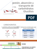 Digestión de Polisacáridos Y Glucólisis