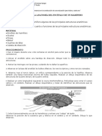 Laboratorio Disección Cerebro