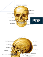 Esqueleto Humano 