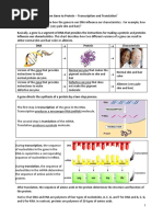 Protein Synthesis Paper Lab Instructions