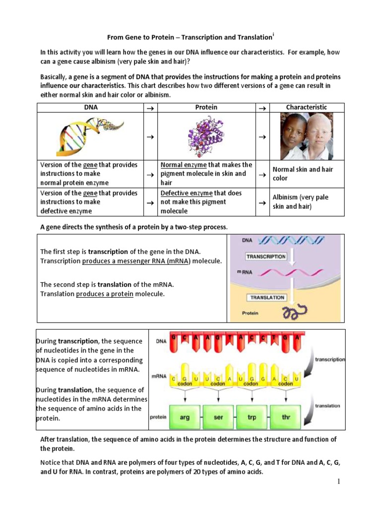 protein synthesis essay