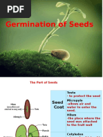 Stages of Bean Seed Germination | PDF | Seedling | Seed