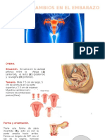 UTERO Y EMBARAZO