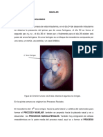 maxilar.pdf