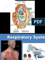 Respiratory System