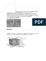 Epidermis y Dermis