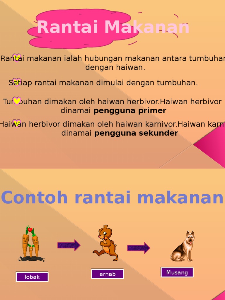 D Rantai Makanan Pdf
