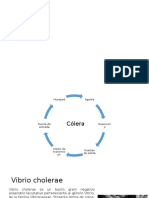 Cólera: agente causal, transmisión y prevención