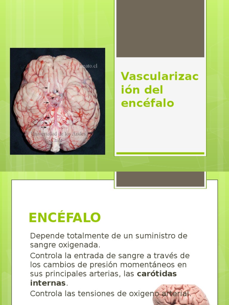 Que Pasaria Si No Tuvieramos Sistema Nervioso