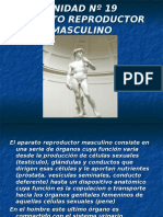 Inst. Quirúrgica - 1º Año - Anatomía - Unidad Nº19 - Sistema Reproductor Masculino