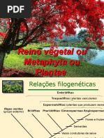 Gimnospermas e Angiospermas 8º Ano