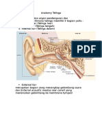 Anatomy Telinga