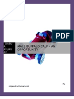 Male Buffalo Calves - An Opportunity