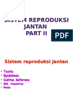 Sistem Reproduksi Jantan Part II