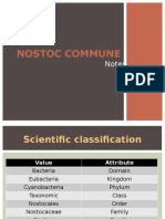 Nostoc Commune