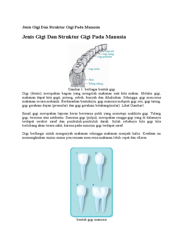 Jenis Gigi Dan Struktur Gigi Pada Manusia