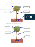 Partes de Una Planta