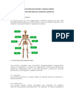 Qué Es El Sistema Oseo