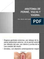 Anatomia de Periné, Vulva y Vagina