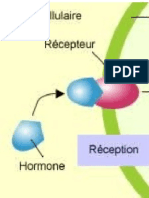 Auxine 1 Cours S4 Cours de Physiologie Végétale S4