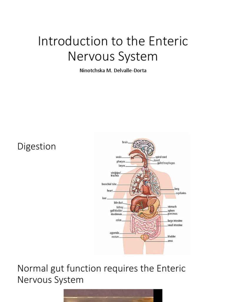 Overview of the Enteric Nervous System | PDF | Wellness | Science ...