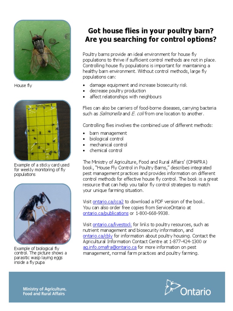 House Fly Flyer