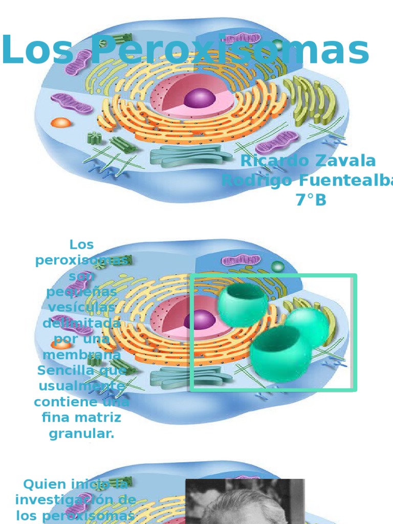 Estructura y función de los peroxisomas | PDF | Anatomía Celular ...
