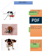 Enfermedades Causadas Por Vectores